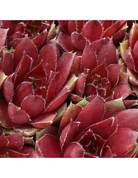 Rubin Rojnik Sempervivum