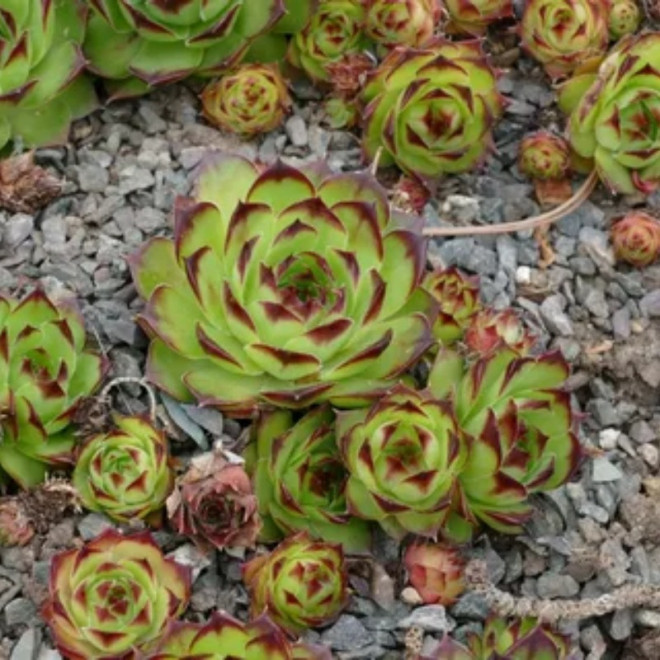 Rojnik wapienny Sempervivum calcareum