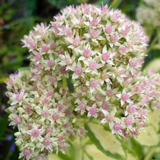 Mediovariegatum Rozchodnik białoróżowy Sedum alboroseum