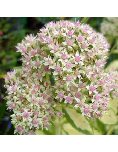 Mediovariegatum Rozchodnik białoróżowy Sedum alboroseum