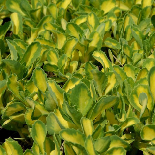 Mediovariegatum Rozchodnik białoróżowy Sedum alboroseum 2