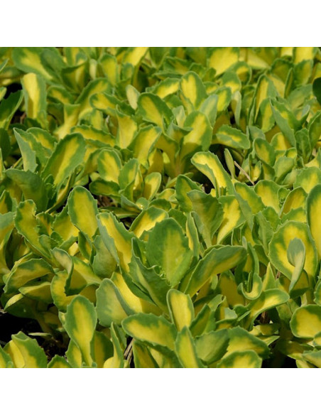 Rozchodnik białoróżowy Mediovariegatum Sedum alboroseum