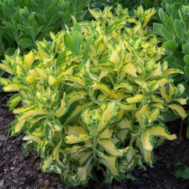 Sedum alboroseum Rozchodnik białoróżowy Mediovariegatum