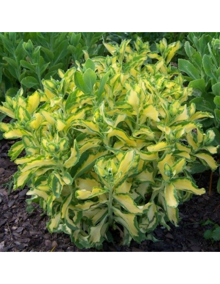 Sedum alboroseum Rozchodnik białoróżowy Mediovariegatum