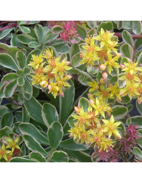 Rozchodnik kamczacki Variegatum Sedum kamtschaticum