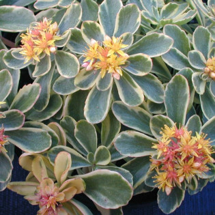 Rozchodnik kamczacki Variegatum Sedum kamtschaticum 2