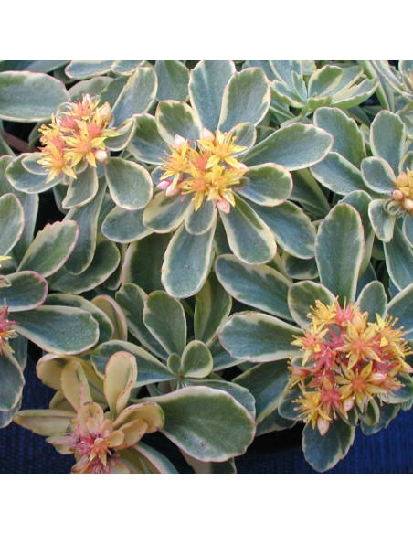 Variegatum Rozchodnik kamczacki Sedum kamtschaticum