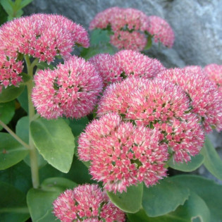 Rozchodnik karpacki Autumn Joy Sedum telephium