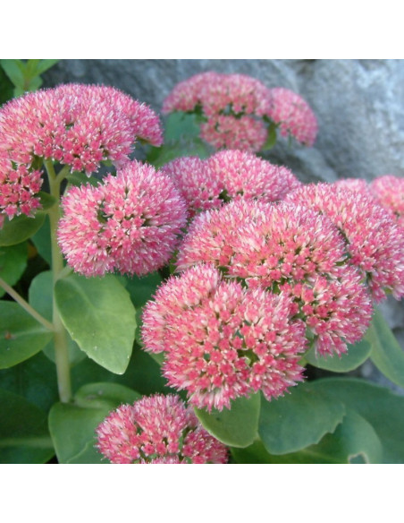 Rozchodnik karpacki Autumn Joy Sedum telephium