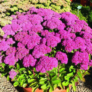 Rozchodnik karpacki Autumn Joy Sedum telephium 2