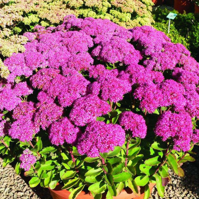 Autumn Joy Rozchodnik karpacki Sedum telephium