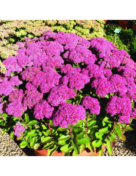 Autumn Joy Rozchodnik karpacki Sedum telephium