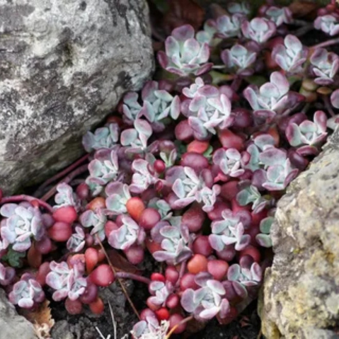 Rozchodnik kaukaski Purpureum Winter Sedum spurium