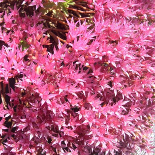 Rozchodnik kaukaski Purpureum Winter Sedum spurium 2