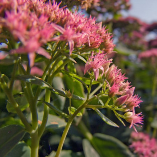 Rozchodnik kaukaski Variegatum Sedum spurium