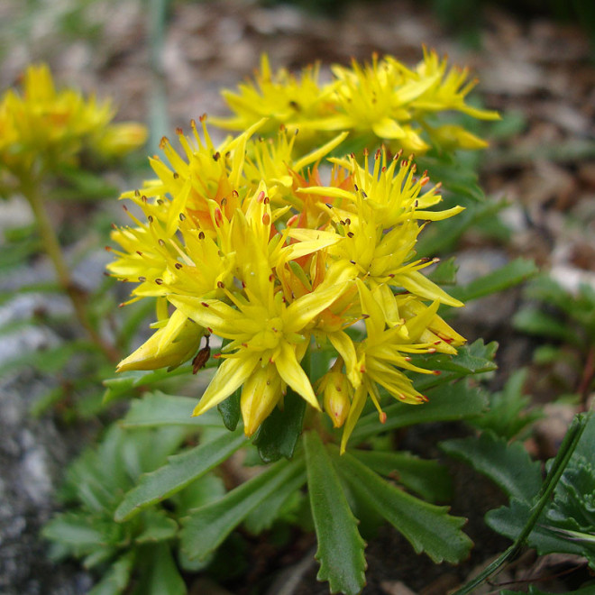 Rozchodnik kwiecisty Weihenstephaner Gold Sedum floriferum