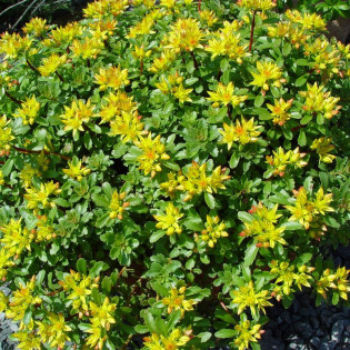 Rozchodnik kwiecisty Weihenstephaner Gold Sedum floriferum 2