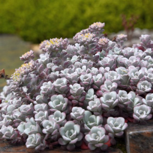 Rozchodnik łopatkowaty Cape Blanco Sedum spathulifolium