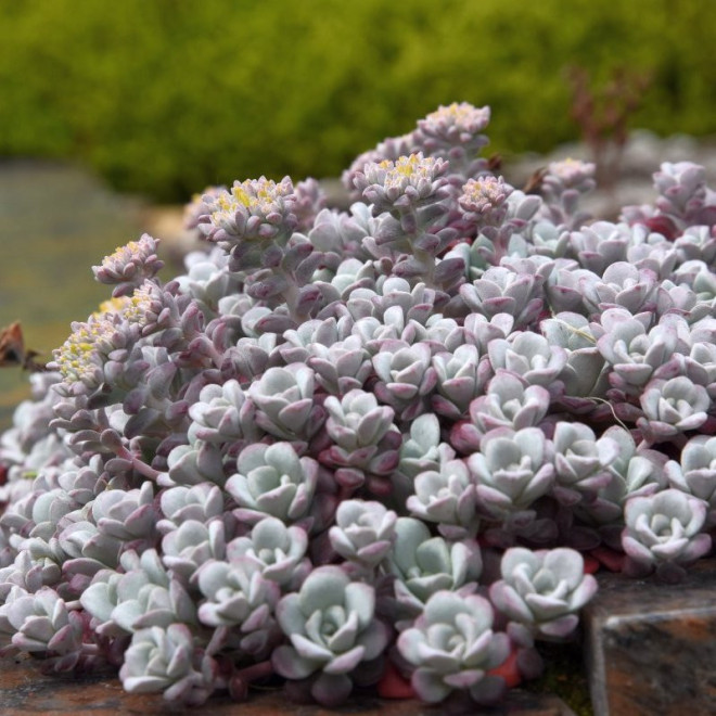 Rozchodnik łopatkowaty Cape Blanco Sedum spathulifolium