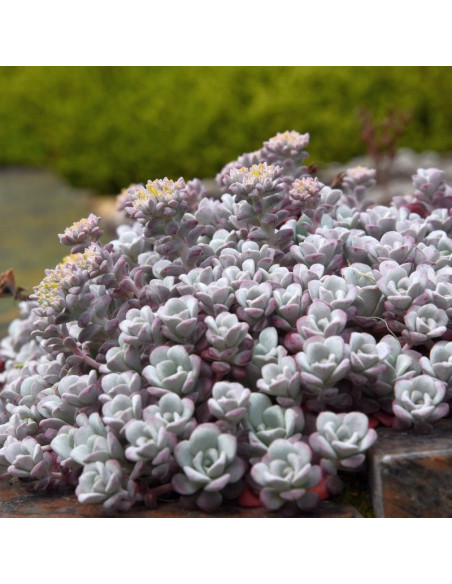 Rozchodnik łopatkowaty Cape Blanco Sedum spathulifolium