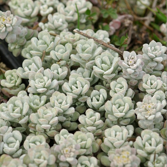 Cape Blanco Rozchodnik łopatkowaty Sedum spathulifolium