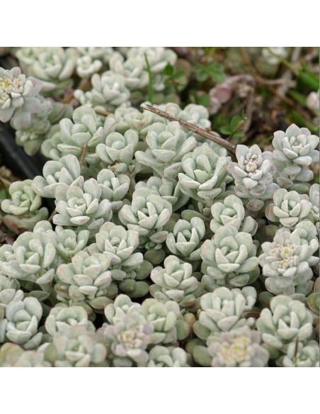 Cape Blanco Rozchodnik łopatkowaty Sedum spathulifolium