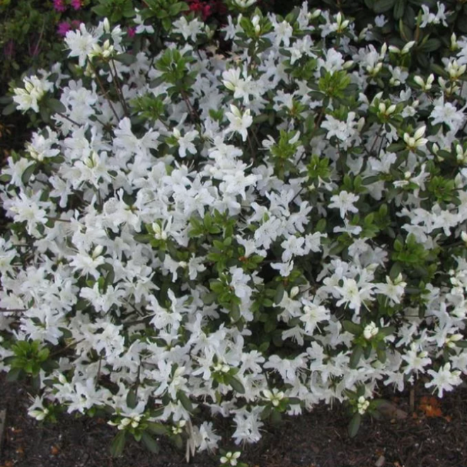 Azalia japońska Diamant Weiss Rhododendron obtusum