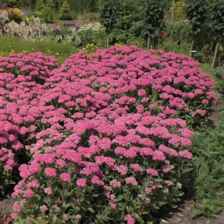 Rozchodnik Matrona Sedum