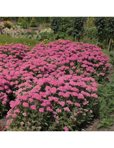 Rozchodnik Matrona Sedum