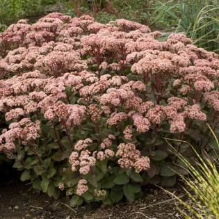 Rozchodnik Matrona Sedum 2