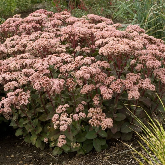 Matrona Rozchodnik Sedum