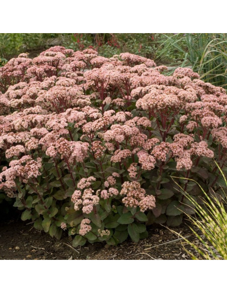 Matrona Rozchodnik Sedum