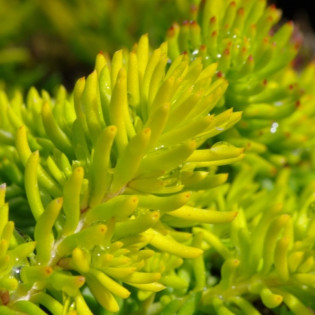Rozchodnik nicejski Aureum Sedum sediforme