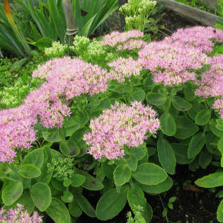 Rozchodnik okazały Brillant Sedum spectabile 2