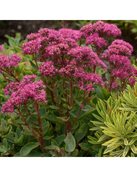 Rozchodnik okazały Carl Sedum spectabile