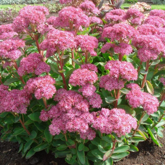 Carl Rozchodnik okazały Sedum spectabile