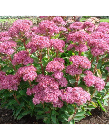 Carl Rozchodnik okazały Sedum spectabile