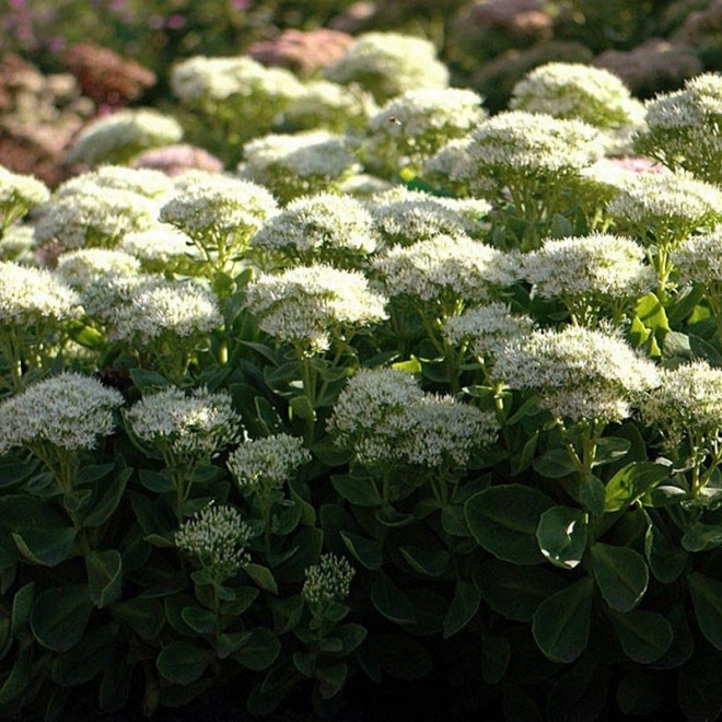 Rozchodnik okazały Stardust Sedum spectabile