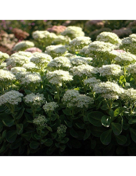 Rozchodnik okazały Stardust Sedum spectabile
