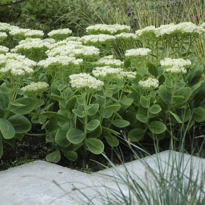 Stardust Rozchodnik okazały Sedum spectabile