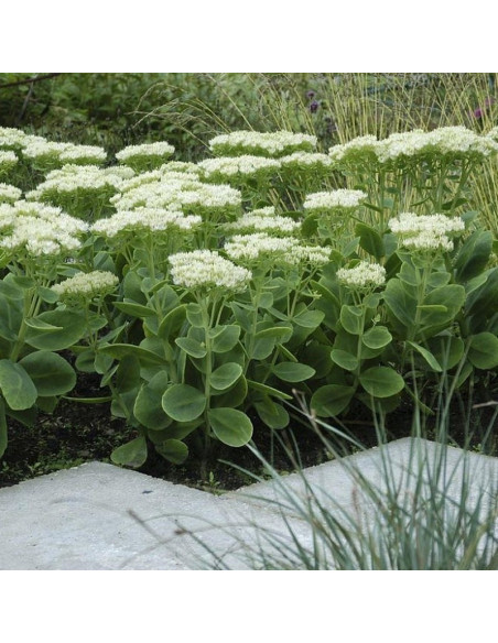 Stardust Rozchodnik okazały Sedum spectabile