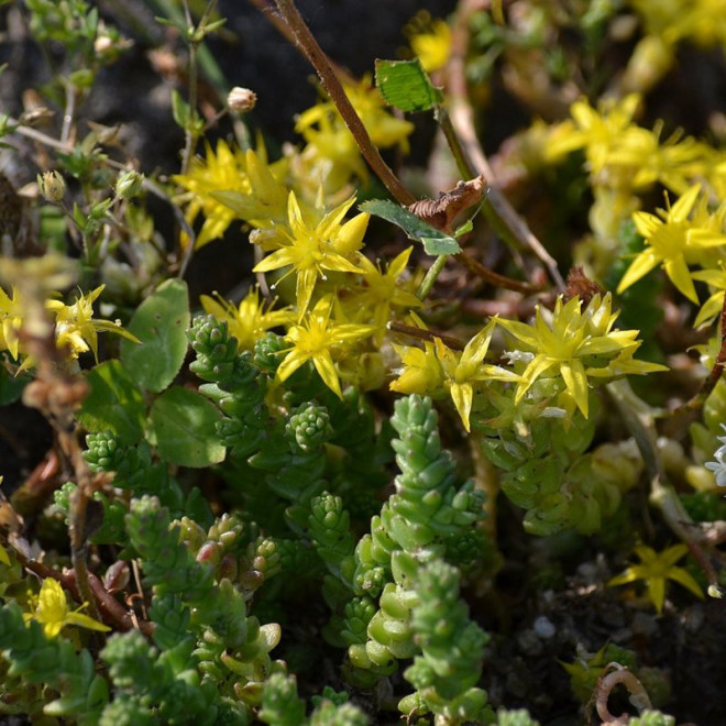 Rozchodnik ostry Sedum acre