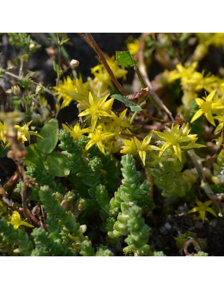 Rozchodnik ostry Sedum acre
