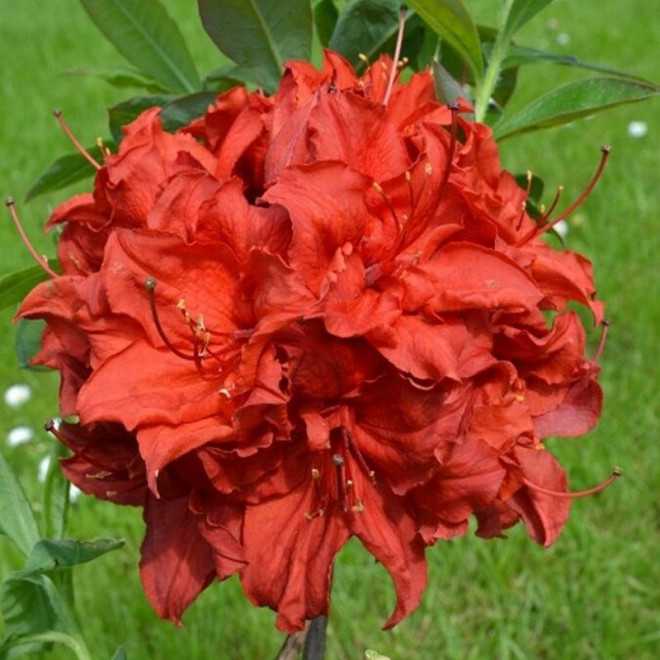 Azalia wielkokwiatowa Doloroso Rhododendron