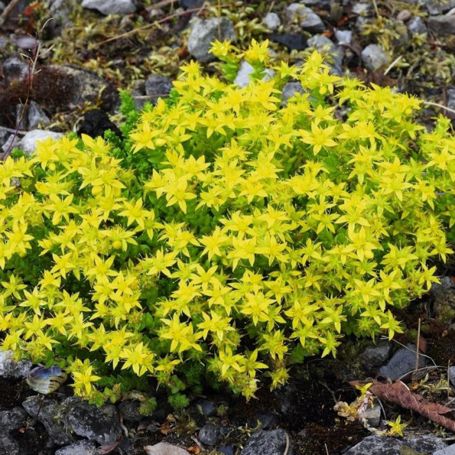 Sedum acre Rozchodnik ostry