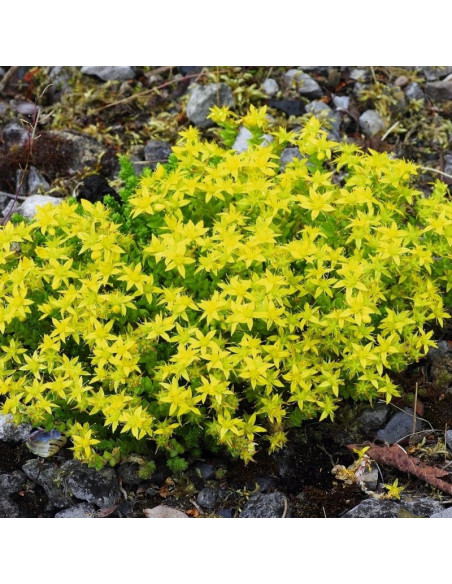 Sedum acre Rozchodnik ostry