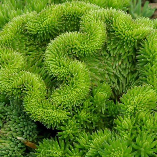 Sedum reflexum Rozchodnik ościsty