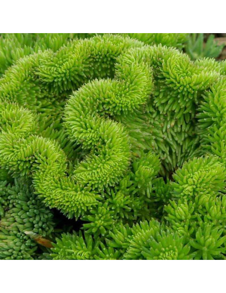 Sedum reflexum Rozchodnik ościsty