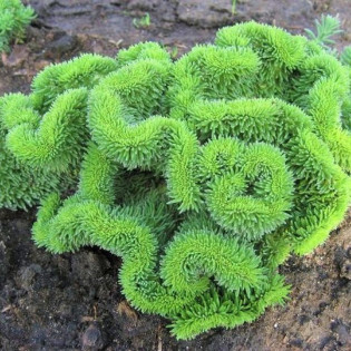 Sedum reflexum Rozchodnik ościsty 2