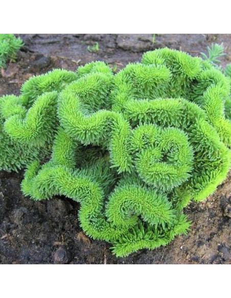 Rozchodnik ościsty Sedum reflexum